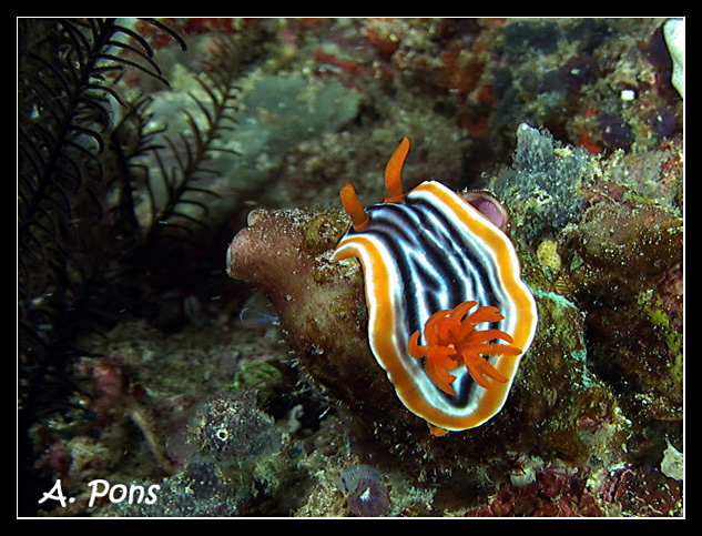 Chromodoris magnifica