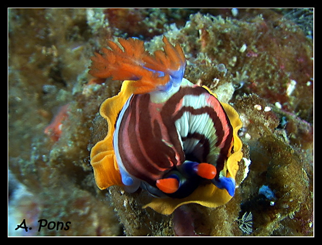 Nembrotha purpureolineolata con puesta