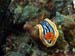 Chromodoris magnifica