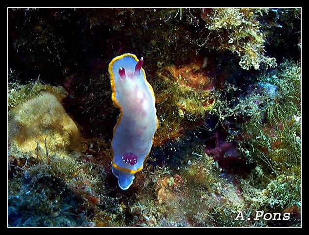 Chromodoris purpurea