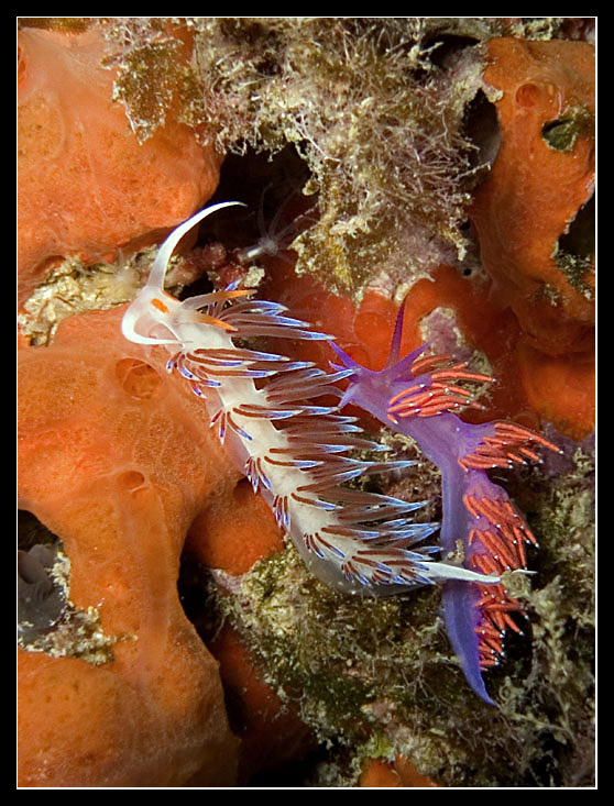 Cratena peregrina 10