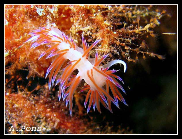 Cratena peregrina 3