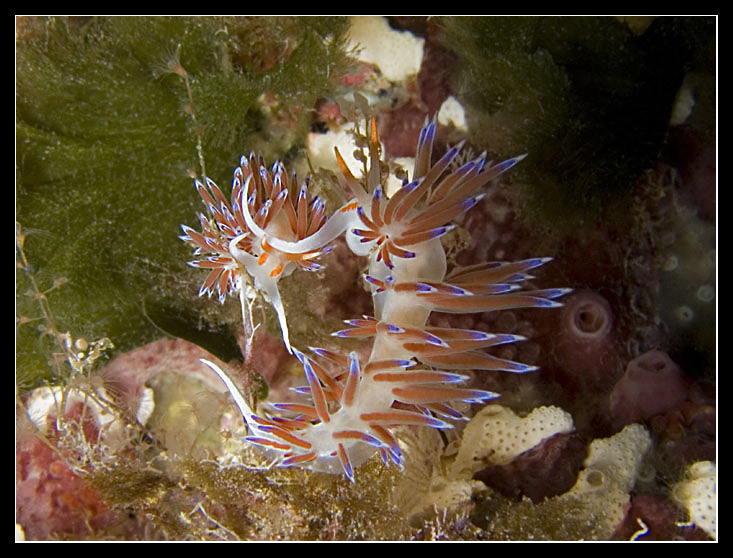 Cratena peregrina 8