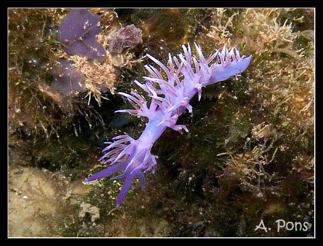 Flabellina affinis 01