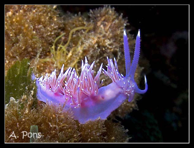 Flabellina affinis 02