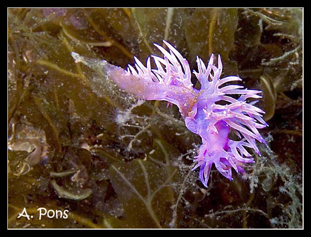 Flabellina affinis 03