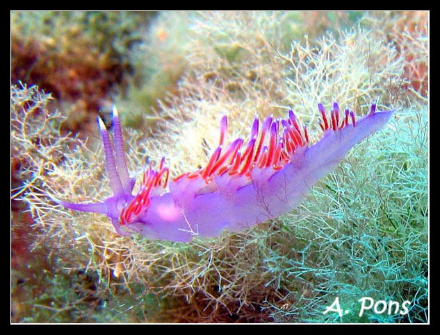 Flabellina affinis 07