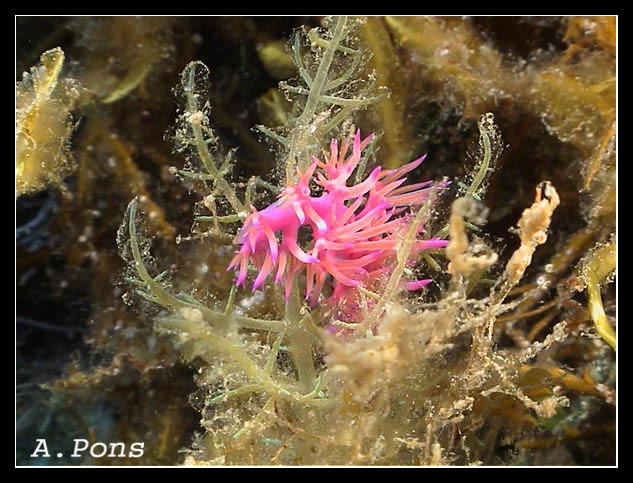 Flabellina affinis 08