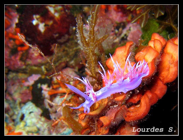 Flabellina affinis 10