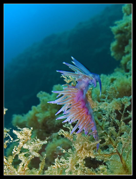 Flabellina affinis 10