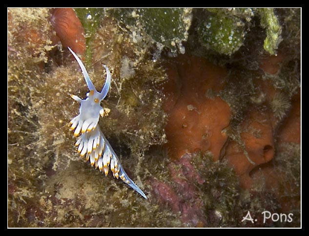 Flabellina babai 1