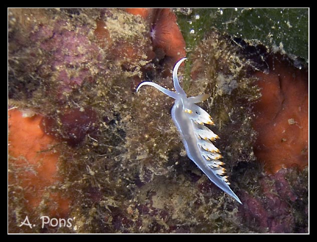 Flabellina babai 2