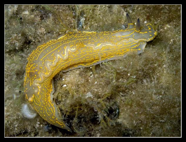 Hypselodoris elegans 1