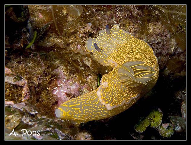 Hypselodoris elegans 2