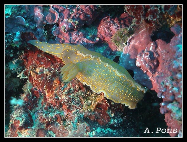 Hypselodoris elegans 3