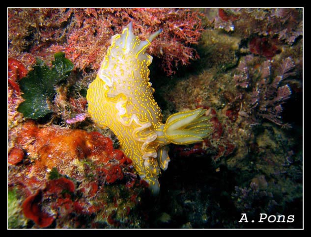 Hypselodoris elegans 4