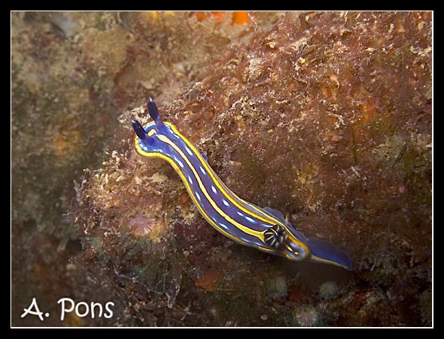 Hypselodoris fontandraui 2