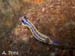 Hypselodoris fontandraui 2