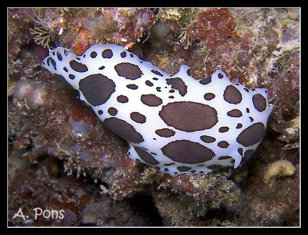 Peltodoris atromaculata 1