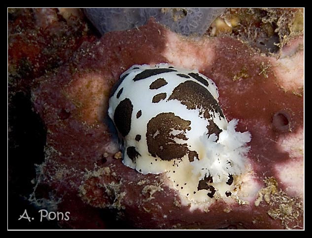 Peltodoris atromaculata 2