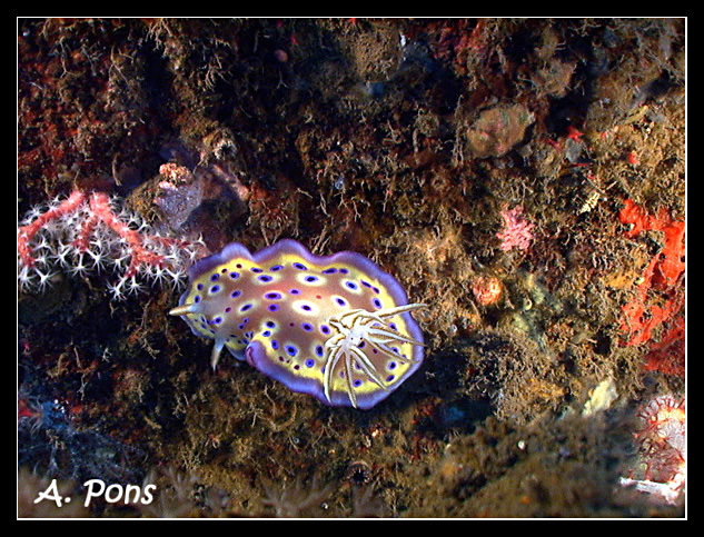 Chromodoris kunei