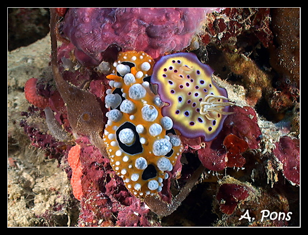 Cromodoris kunei y Phyllidia ocellata